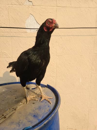 miawali mushki kali madi_Aseel murghi