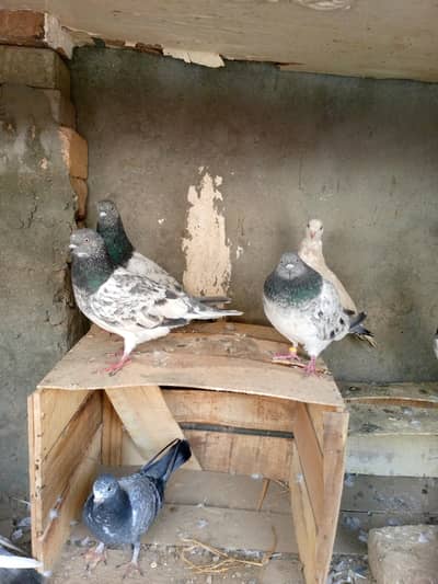 aseel pairs kbootar chabdar tedi