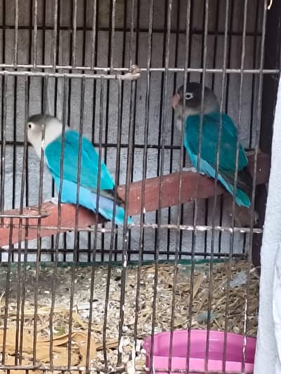 100 breeder pair 03129622585