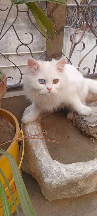 triple coated double eye male Persian kitten