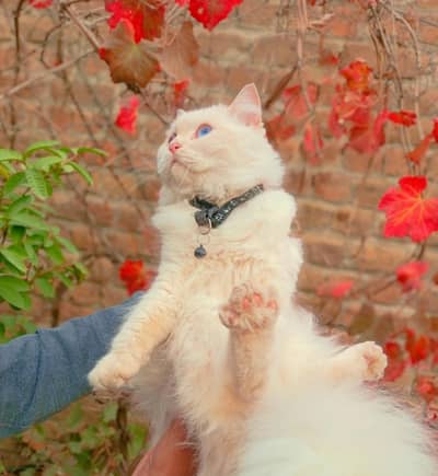 Persian cat triple coated male doll face