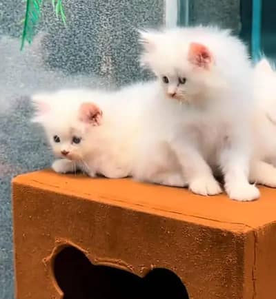 Persian female kitten for sale My WhatsApp number 03 20 24 100 47
