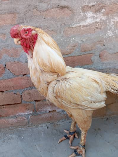 Indian parrot bee murga