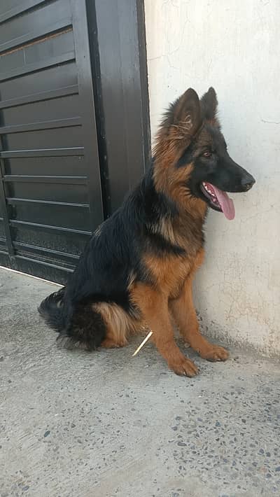 Fci Pink pedigreed (GSD) female.