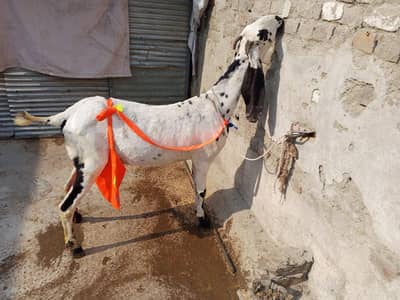 cheeni bakri sath 1 bakra male