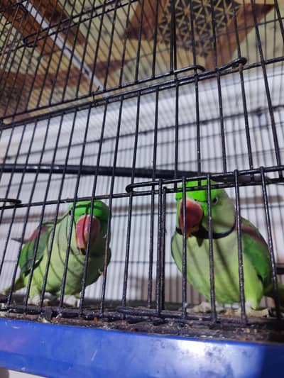 Raw Pair Male Female