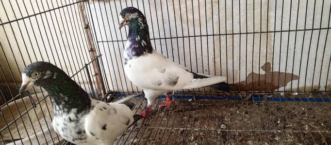 Pure teddy pair beautiful