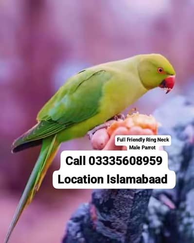 Proper Hand Tamed Full Friendly Green Ring Neck Male Parrot Jumbo Size