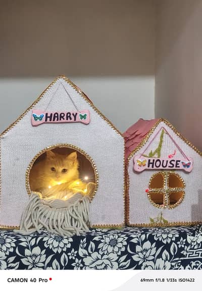 odd eye Persian female