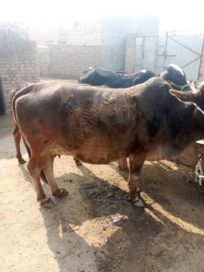 2 cow 1 bedfellow 3 bul