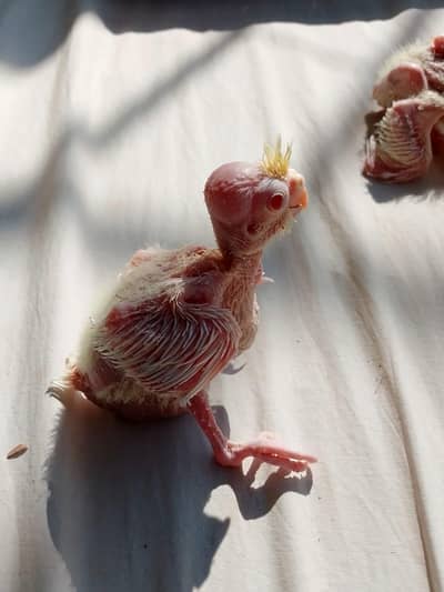 Healthy Active Cockatiel Chicks