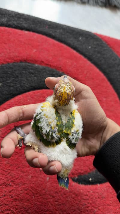 Sun Conoure chick/baby