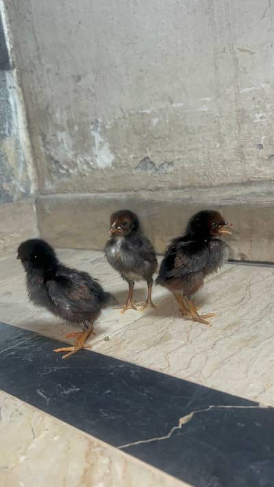 Aseel chick 03288104963