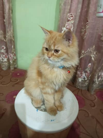 persian Tripple coated