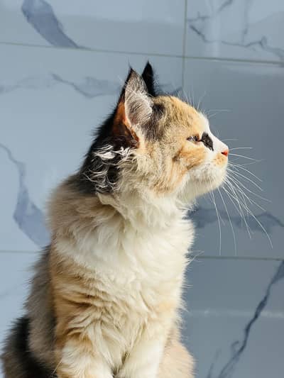 Persian kittens pair