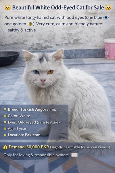 Beautiful 1 Year Old Cat for Sale – Healthy & Active