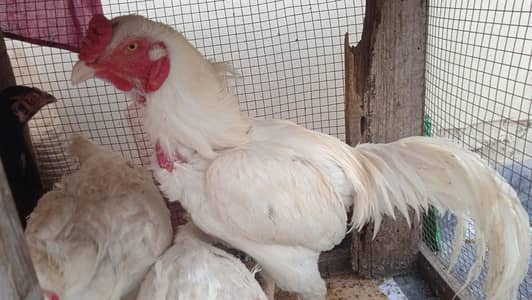 heera pair and one black  or white female