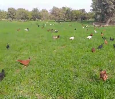 Free range egg laying starter hens available urgent for sale