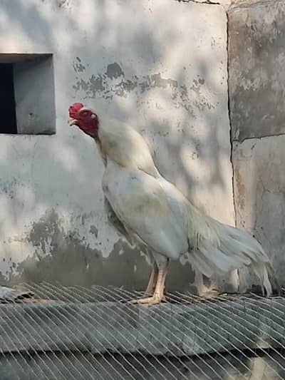 Heera aseel for sale