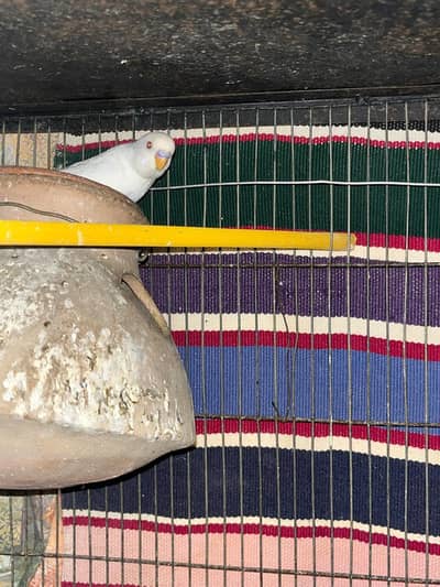 Lutino & Albino Budgies 