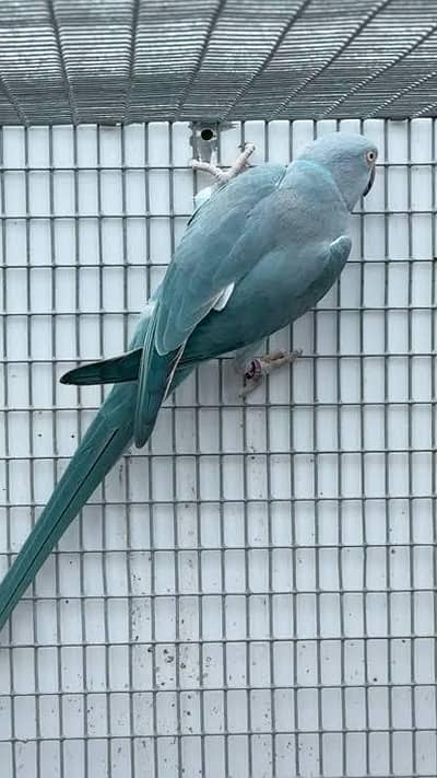 Blue Cleartail Breeder Female