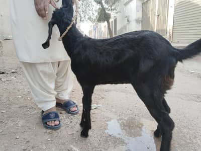 Amritsar beetal path