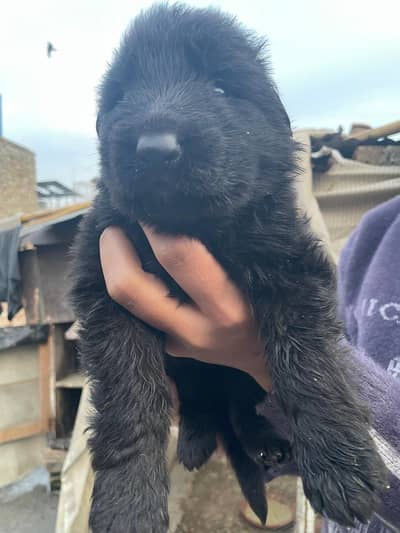 German Shepherd long coat heavy born