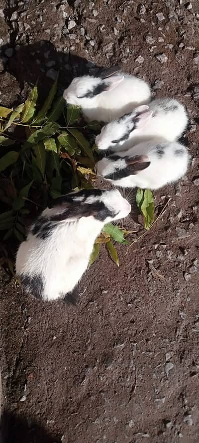 گھر کے مانوس خرگوش ہیں