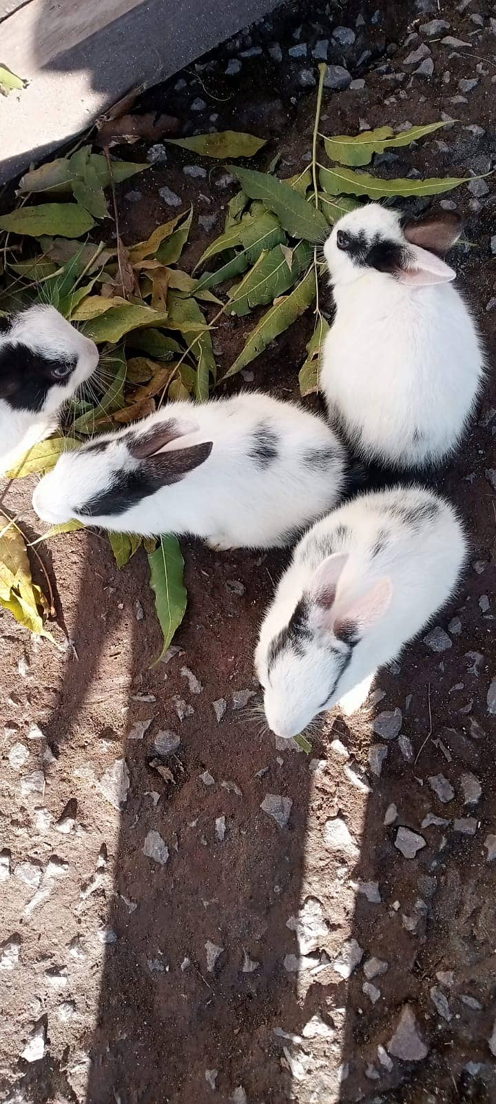 گھر کے مانوس خرگوش ہیں 1