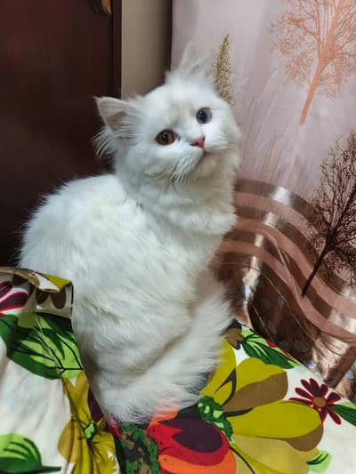 Persian cat for Sale.