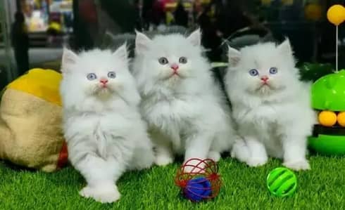 Persian female kitten for sale My WhatsApp number 03 20 24 100 47