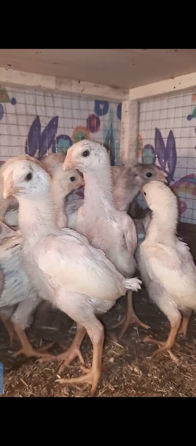 O shamo chicks / chicks / shamo / hens / Aseel / murga / fancy / eggs