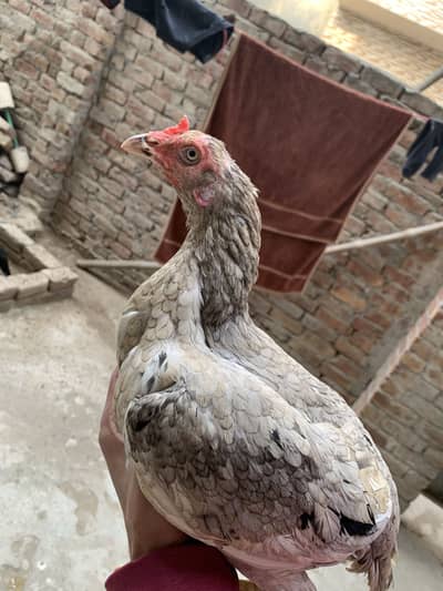Aseel male and female for sale
