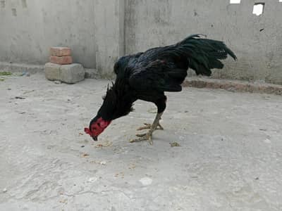 Thai male and females