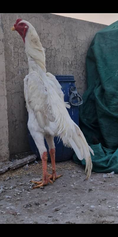 Aseel shamo/ shamo breed/