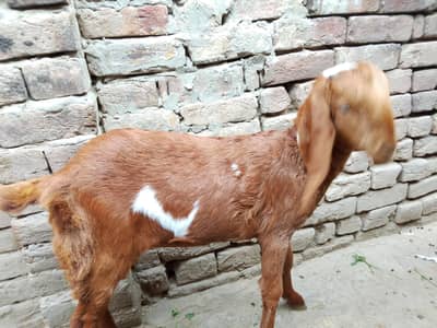 dugli bakri full active for you sale