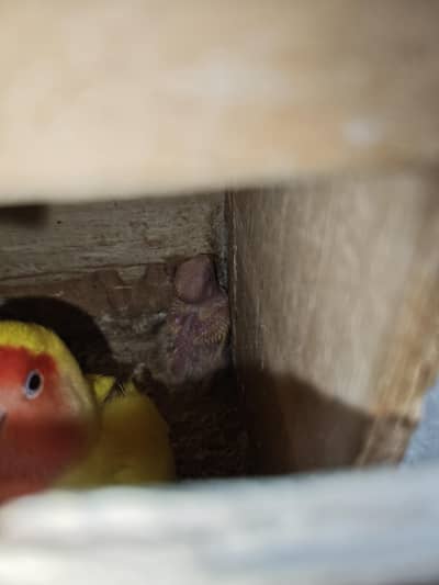 common latino ka bacha for sale irgent