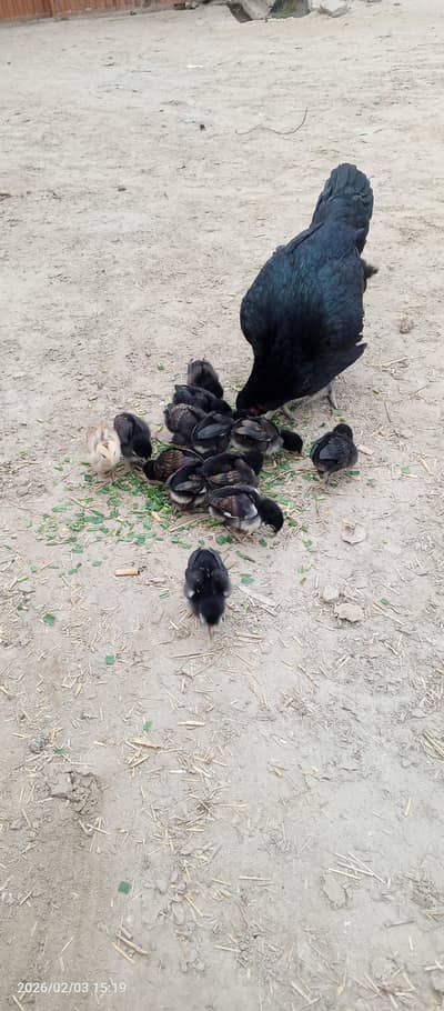 1 murghi 13 chicks
