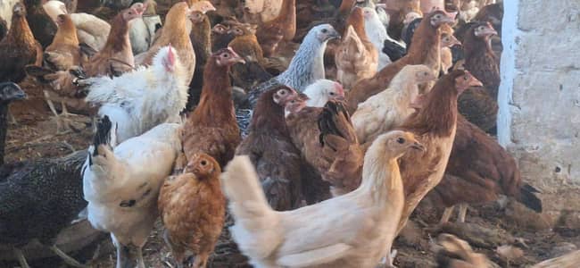 golden misri | desi murghi | ando wali murghiya | only bulk quantity