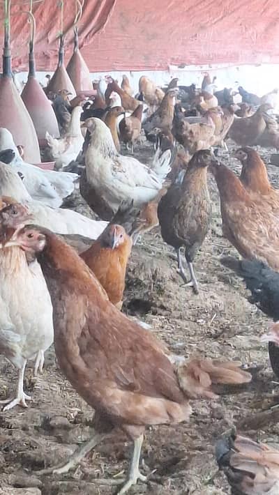 golden misri | desi hens | golden misri pathi | desi murgha | hens