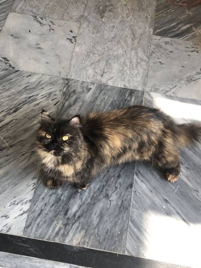Persian cat for sale
