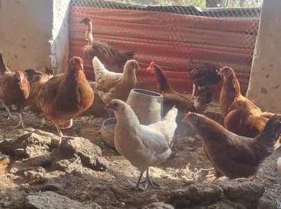 Golden misri chicken | desi murgha | misri hens | hen |eggs laying hen