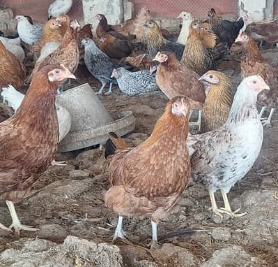 golden misri hens for sale |desi hens | hen |desi murgha | eggs laying