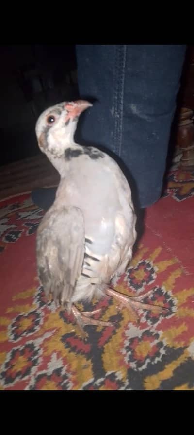 کابلی چکور پٹھے جوڑا 5 ماہ