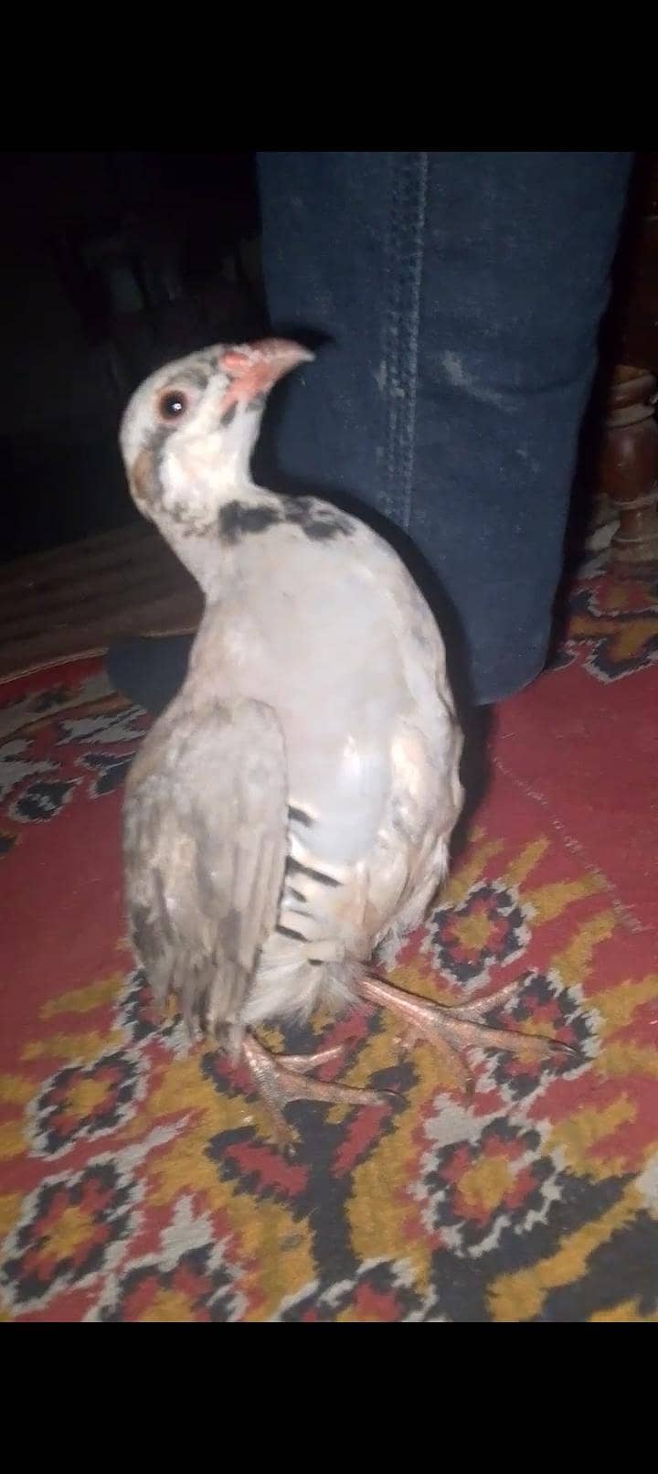 کابلی چکور پٹھے جوڑا 5 ماہ 0