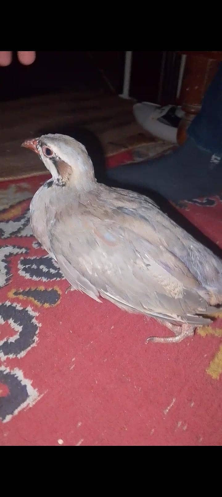 کابلی چکور پٹھے جوڑا 5 ماہ 1