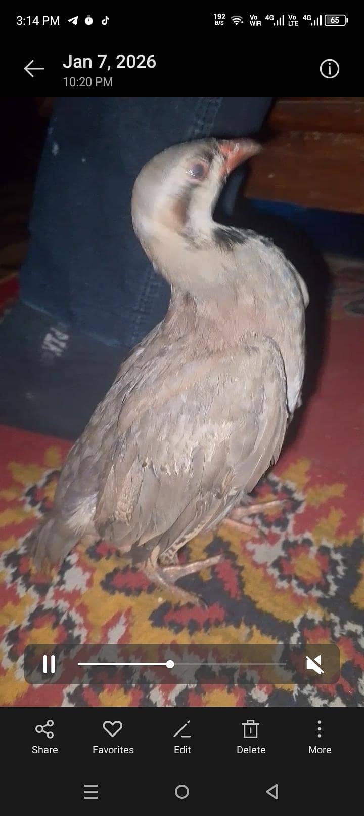 کابلی چکور پٹھے جوڑا 5 ماہ 2