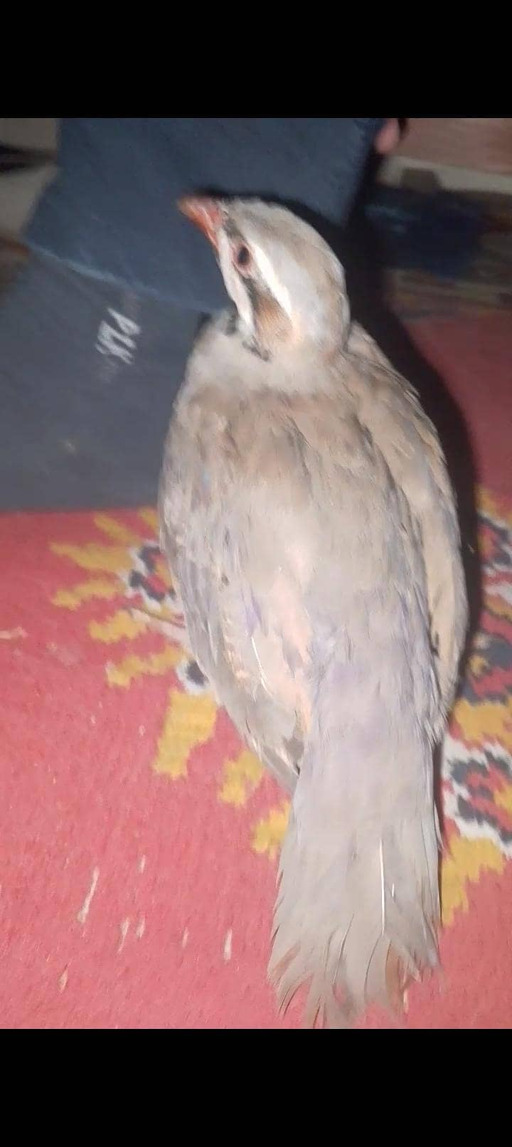 کابلی چکور پٹھے جوڑا 5 ماہ 3