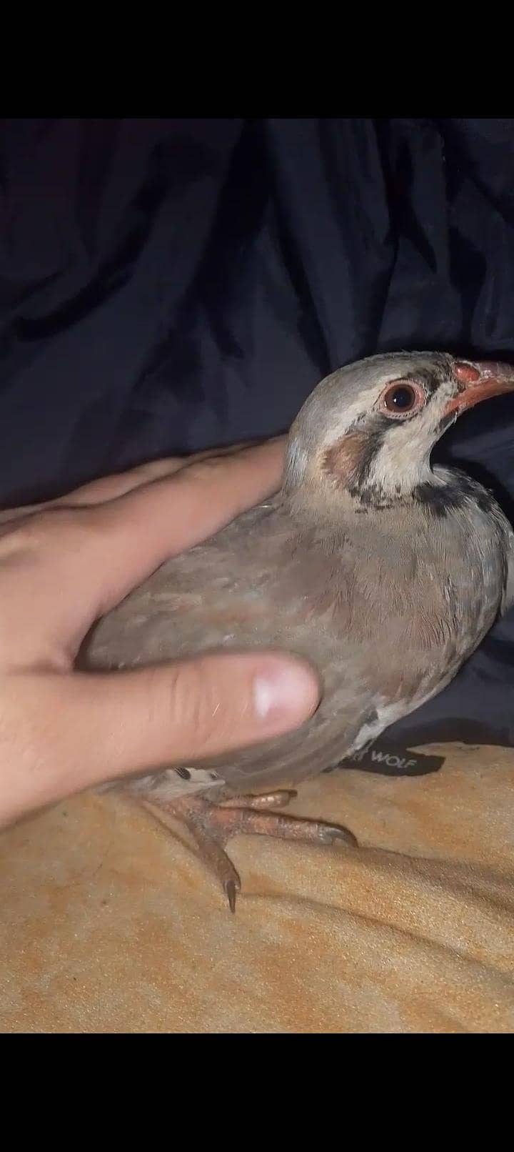 کابلی چکور پٹھے جوڑا 5 ماہ 6