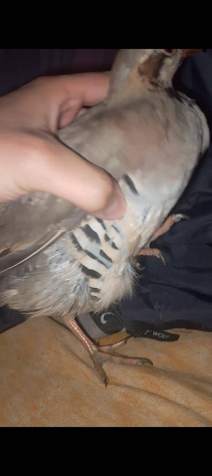 کابلی چکور پٹھے جوڑا 5 ماہ 7